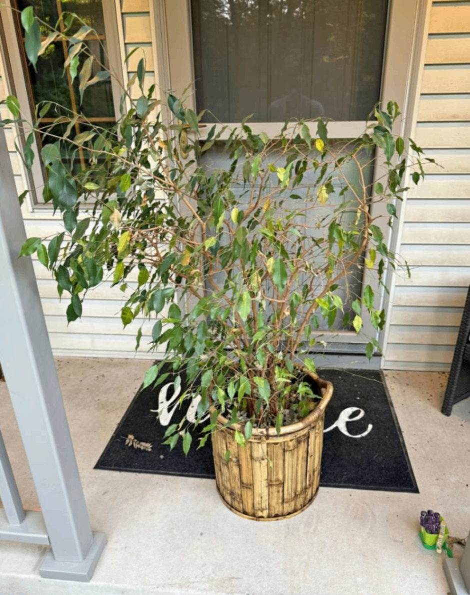 Fig Houseplant